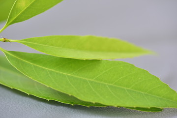 Fototapeta premium リーフ