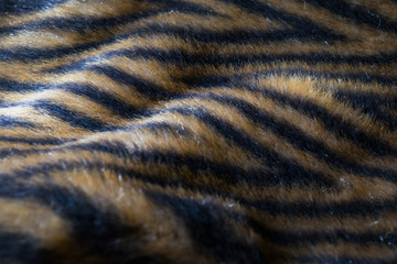 Close up an image of Natural fur, white, gray and brown color with black stripes.