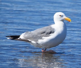 Seagull standing in water