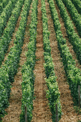 rows of grapes in field