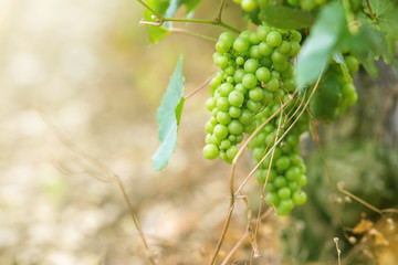 Harvest of grapes on a bush