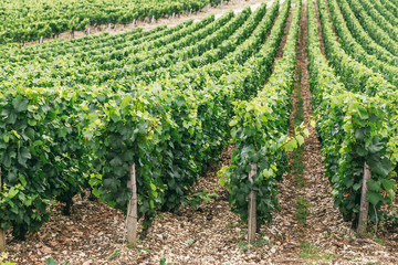 Fototapeta na wymiar Grapes grows in rows in the field