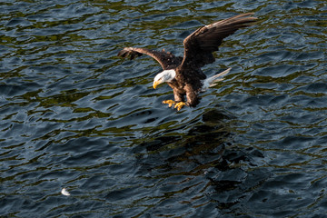 Eagle moving in on Prey - 171112463