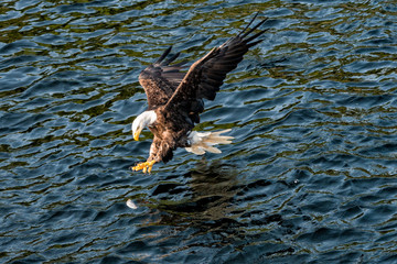 Eagle catching Herring - 171112471