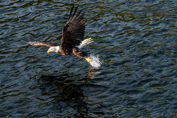 Bald Eagle in Flight - 171112472