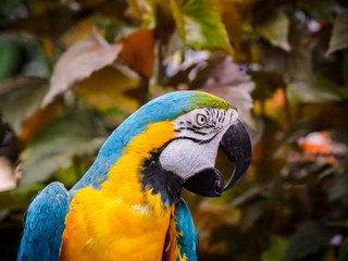Blue-and-Gold Macaw  (Ara ararauna)