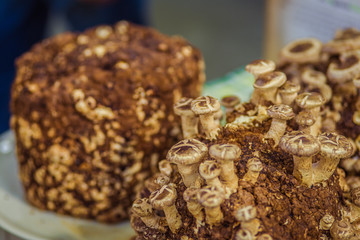cultivation of mushrooms