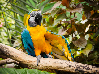 Blue-and-Gold Macaw  (Ara ararauna)
