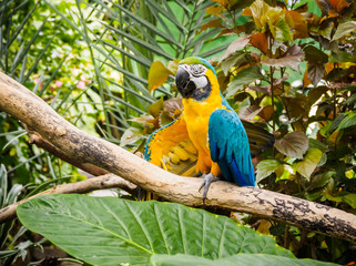 Blue-and-Gold Macaw  (Ara ararauna)