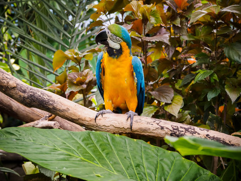 Blue-and-Gold Macaw  (Ara ararauna)