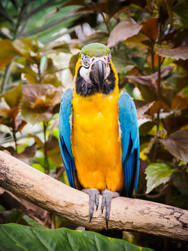 Blue-and-Gold Macaw  (Ara ararauna)
