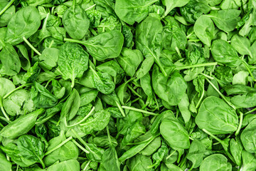 Spinach leaves background green texture. Fresh baby leaf top view for copy space.