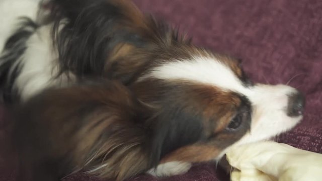 Papillon Continental Toy Spaniel puppy gnaws dried leg of mutton stock footage video