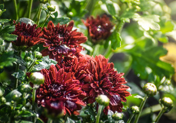 Flower of chrysanthemum in drops after a rain