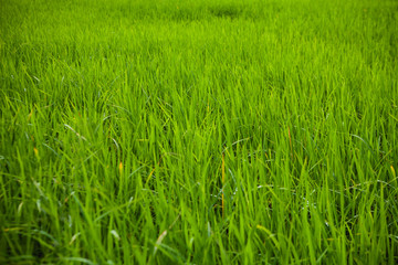 Green  Rice Field close-up