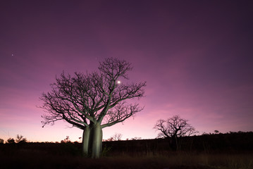 Fototapeta na wymiar Boab Tree at dusk,