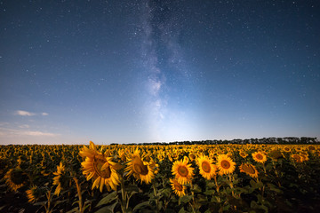 Sunflowers field and galaxy