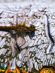 Close view of a dragonfly resting on a colorful shabby surface