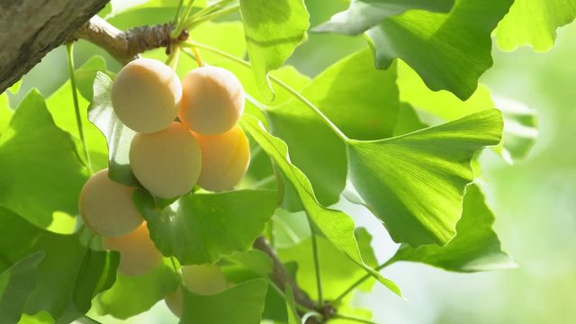 Ginkgo tree with Ginkgo nuts 