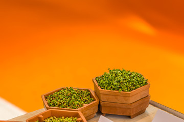 green shoots in pots