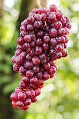 Fresh red grapes On a natural bokeh background