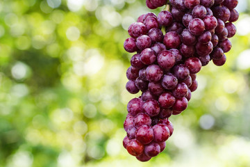 Fresh red grapes On a natural bokeh background