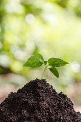 Seedlings on the soil Blurred Background Bokeh nature Nature and Environment Conservation Concepts