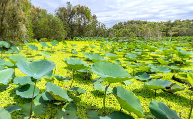 Large lotus pond in the nature reserve with mixed leaf rose moss green algae create richness in wetlands in the Mekong Delta