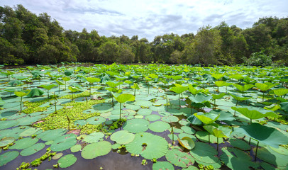 Large lotus pond in the nature reserve with mixed leaf rose moss green algae create richness in wetlands in the Mekong Delta