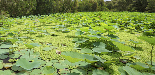 Large lotus pond in the nature reserve with mixed leaf rose moss green algae create richness in wetlands in the Mekong Delta