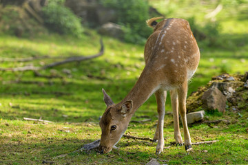 Reh im Wald
