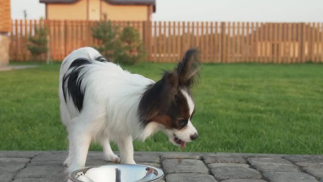 Papillon Continental Toy Spaniel puppy eats dry food on country plot slow motion stock footage video
