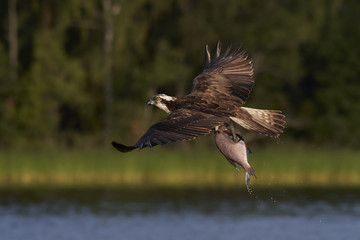 Osprey (Pandion haliaetus)