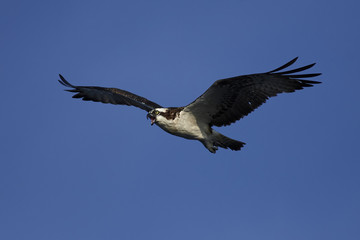 Osprey (Pandion haliaetus)