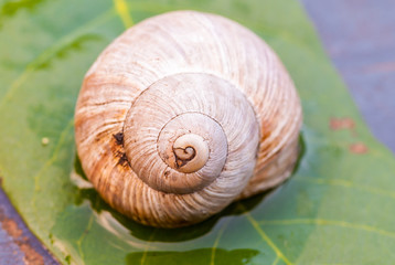weinbergschnecke auf blatt
