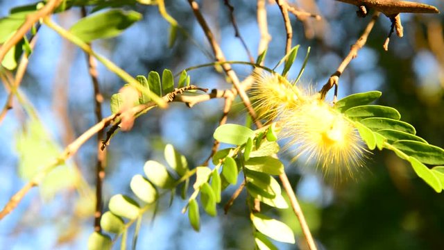 Yellow caterpillar eating green leaf.