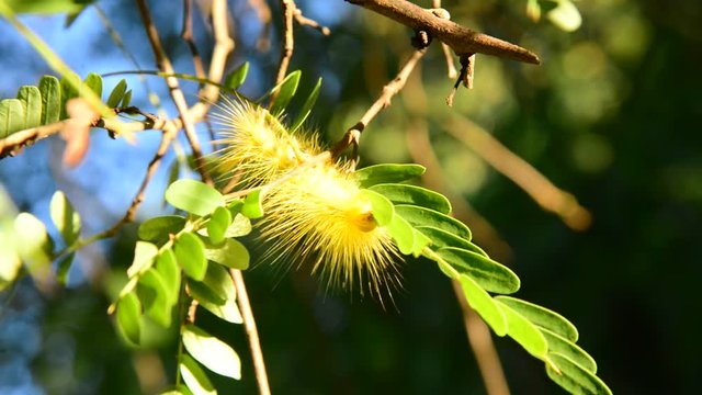 Yellow caterpillar eating green leaf.