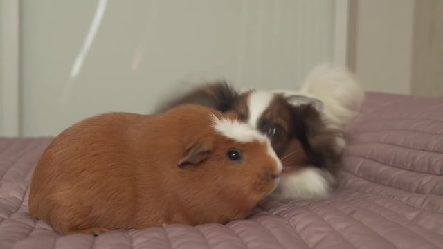 Papillon Continental Toy Spaniel puppy playing with Guinea pig breed Golden American Crested stock footage video