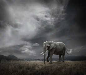 Obraz na płótnie Canvas Elephant with trunks and big ears outdoor under sunlight.