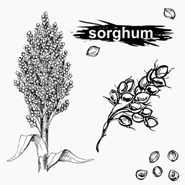 Hand drawn monochrome vector illustration set of sweet sorghum, grain, branch. sketch. Vector eps 8.