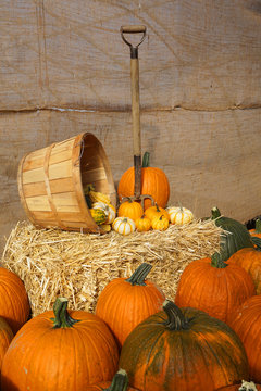 pumpkin harvest and decoration in the farm