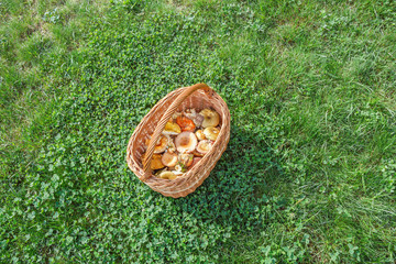 Full basket of russules