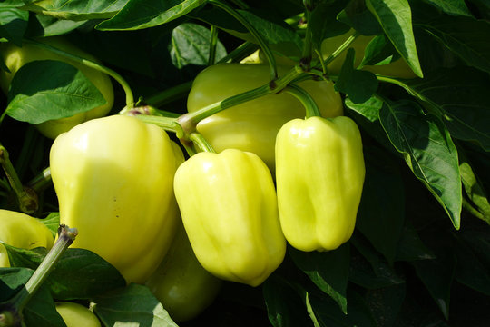 Fresh Yellow Pepper Growing In The Farm Field