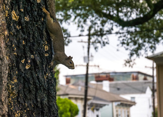 Obraz premium Squirrel in the city park. Walking through the streets of New Orleans