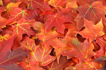 Naklejka na ściany i meble red and yellow maple leaves background in autumn 