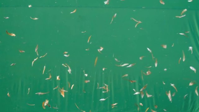 Live action flying Feathers in the air on Green screen, Feather duster slow motion on green background