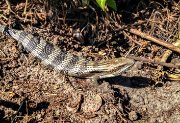 Blue Tongue Lizard Australia