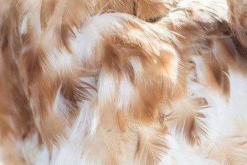 Soft and tender bird feathers extreme closeup background texture