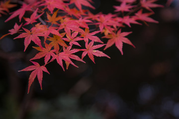 紅葉