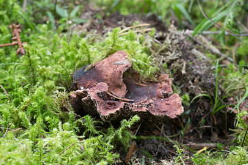 Tooth fungus, Sarcodon lundellii growing among moss